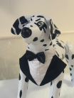 Tuxedo for your dog! Custom made! Just need your measurements.